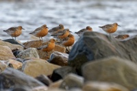 Jespak rezavy - Calidris canutus - Red Knot 1464
